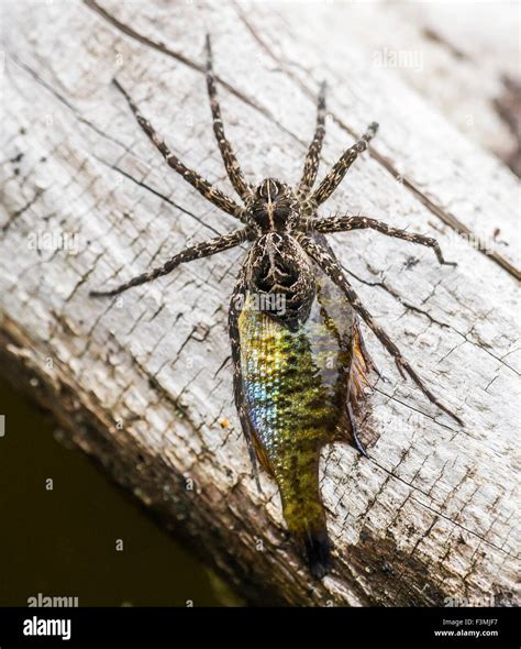 dark fishing spider|Fishing Spider .